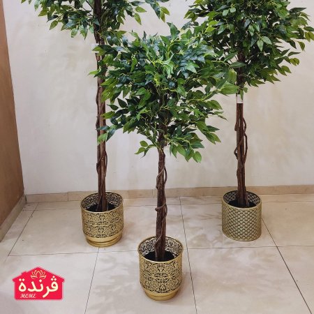 شجرة فيكوس Ficus طول 120 سم